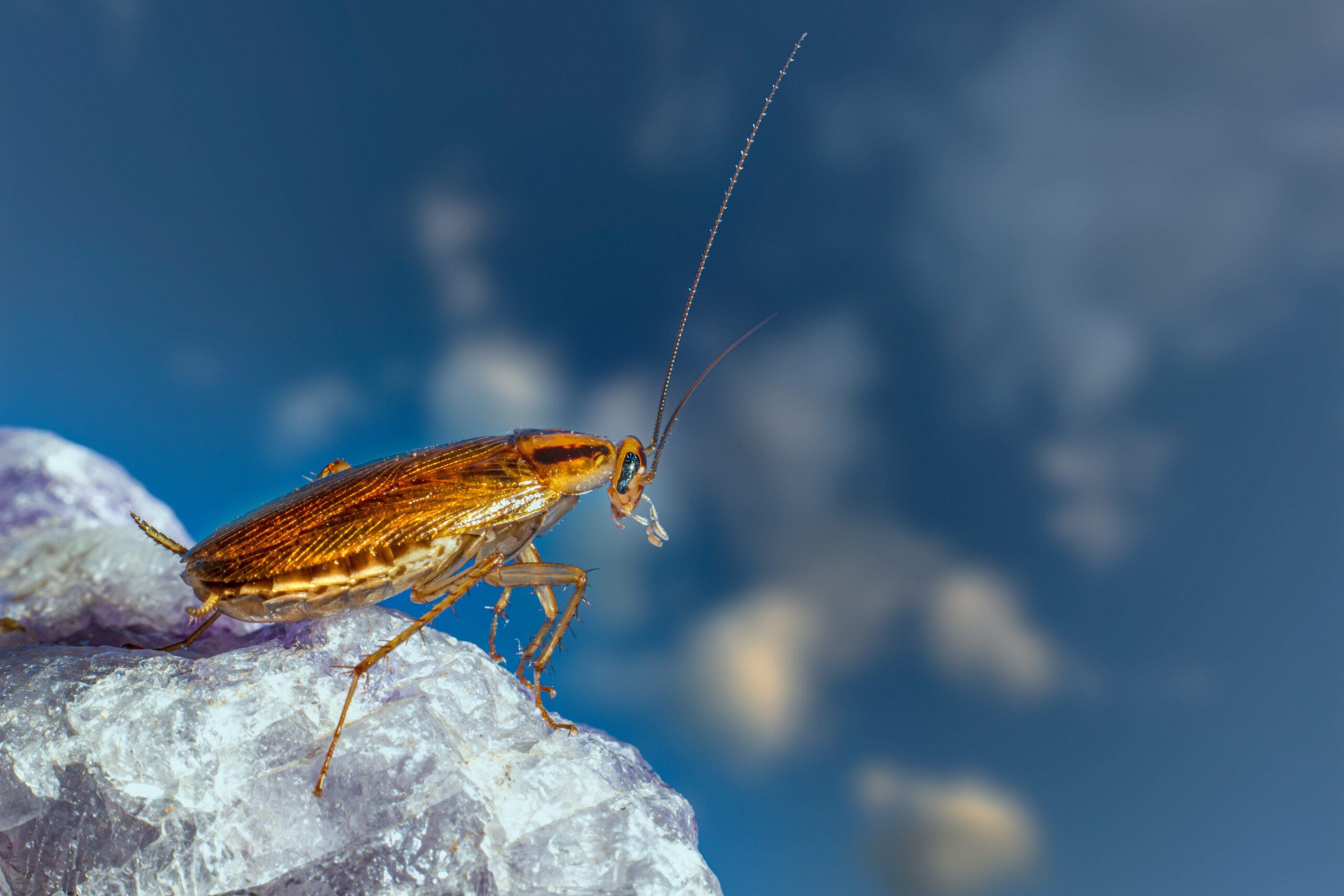 Seasonal Pests that Invade the Home During Winter